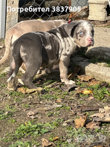 Американско були покет 