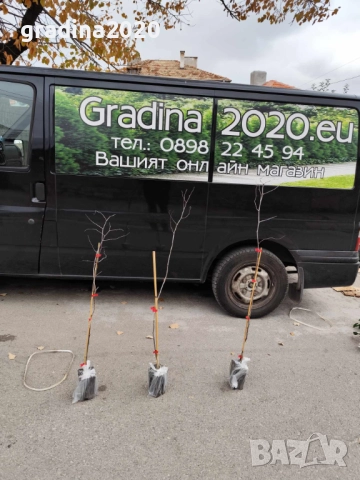 Хинап - финап  Гигански , снимка 12 - Градински цветя и растения - 31773550