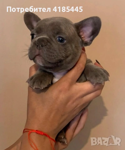 Френски булдог - МЪЖКО, снимка 4 - Френски булдог - 53053018