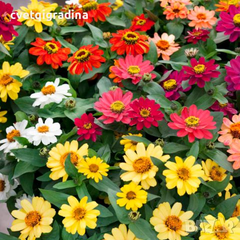 Zinnia angustifolia Mix-Циния, снимка 1 - Градински цветя и растения - 45749583
