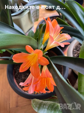 Кливия оранж