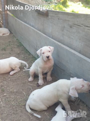 Dogo Argentino štenci, снимка 4 - Други - 46280926