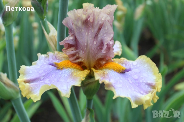Сортови ириси , снимка 13 - Градински цветя и растения - 53399502
