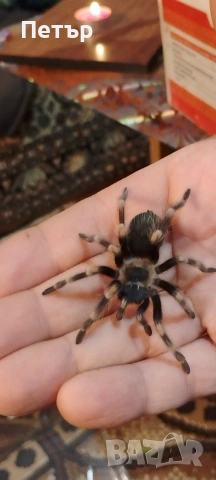 Тарантула/тарантули, снимка 3 - Други - 53296256
