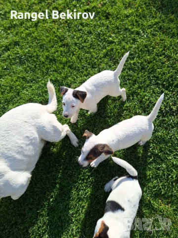 Джак ръсел, снимка 2 - Джак ръсел териер - 52825883