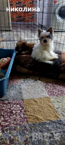 Продавам Йоркширски териер 