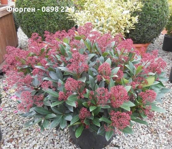 Скимия – Японски люляк (Skimmia japonica), снимка 2 - Разсади - 53967463