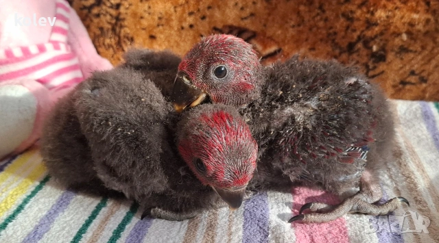 Папагали Еклектус бебета 