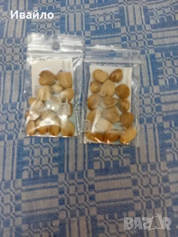 Kadsura coccinea - Purple и Red - семена, снимка 3 - Сортови семена и луковици - 50007957