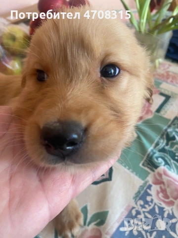 Голдън ретривър игриво момченце, снимка 3 - Голдън ретривър - 53655102