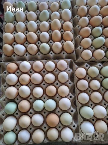 Продавам домашни яйца, снимка 3 - Кокошки и пуйки - 46409007