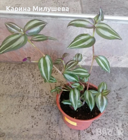 Продавам различни цветя, снимка 10 - Стайни растения - 44843070