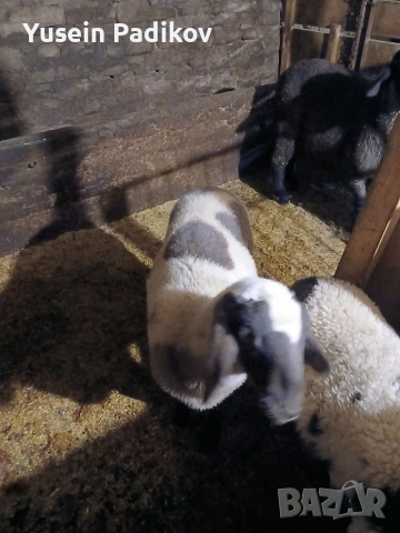 агнета, снимка 6 - Овце - 53632195