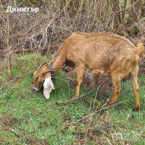 продавам заплодена коза и яре, снимка 3 - Кози - 53946358