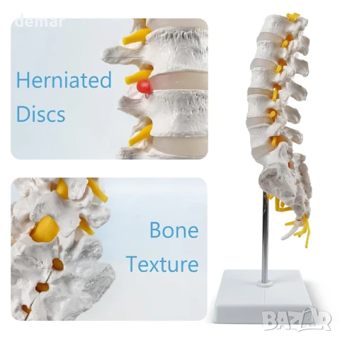 Модел на лумбалната част на гръбначния стълб в реален размер с 5 прешлена, анатомичен модел, снимка 4 - Ученически пособия, канцеларски материали - 50584327