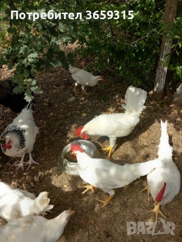 Петлета легхорн, снимка 3 - Кокошки и пуйки - 46161180