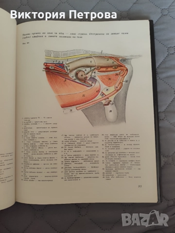 Атлас по топографска анатомия на селскостопанските животни Том 1, 2 и 3, снимка 15 - Специализирана литература - 52815137