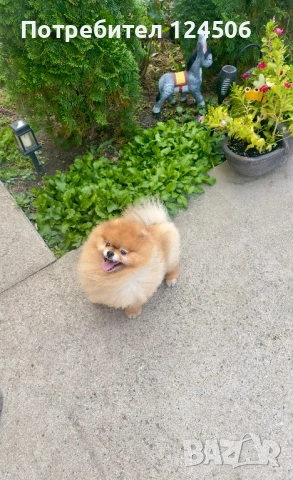 Померан мъжки за разплод FCI, снимка 2 - Померан - 51996454