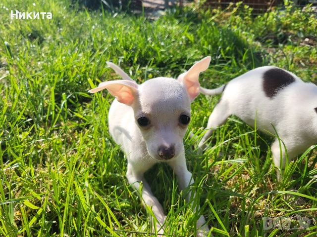 чихупинчер, снимка 3 - Пинчер - 54245520