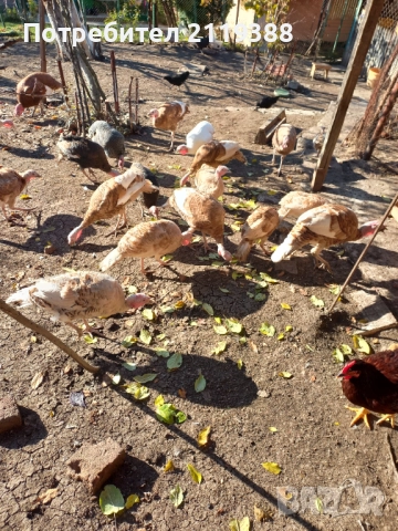 Пуйки на 7 месеца.1бр Мъжки и 4бр женски, снимка 2 - Кокошки и пуйки - 52678683