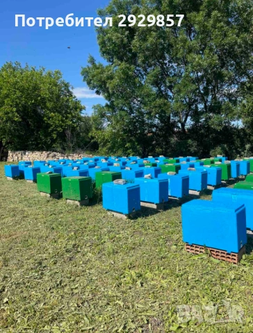 Пчелни отводки 2026