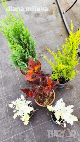 Промо пакет от 5 бр студоустойчиви растения!, снимка 3 - Градински цветя и растения - 51230092