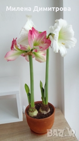 Амарилиси различни цветове , снимка 14 - Стайни растения - 52243503