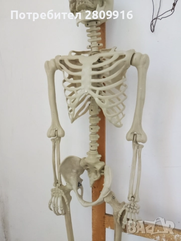 Човешки скелет 175см., снимка 4 - Колекции - 52612328