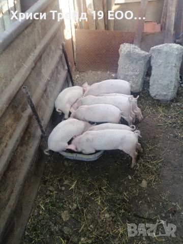 Малки прасенца и пинчери, снимка 1 - Прасета - 46379099