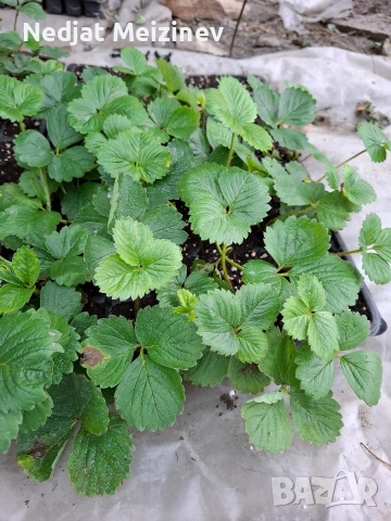 Ягоди сорт Флоренция