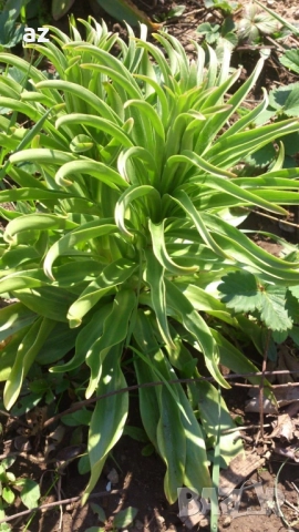 лилиум, снимка 3 - Сортови семена и луковици - 51558756