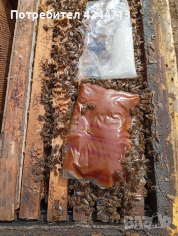 Пчелни отводки