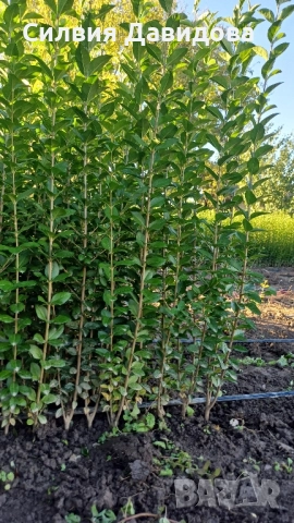 0.70 лв. Лигуструм на корен, снимка 4 - Градински цветя и растения - 52405753