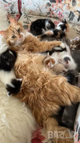 Домашни Полу-Ангорски Котенца + Доставка 60лв, снимка 11 - Ангорски - 40695376
