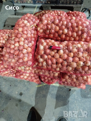 БАЛУЧКА за зелен лук , снимка 2 - Сортови семена и луковици - 51980489