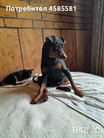 Сърнисти пинери, снимка 13 - Пинчер - 52995417