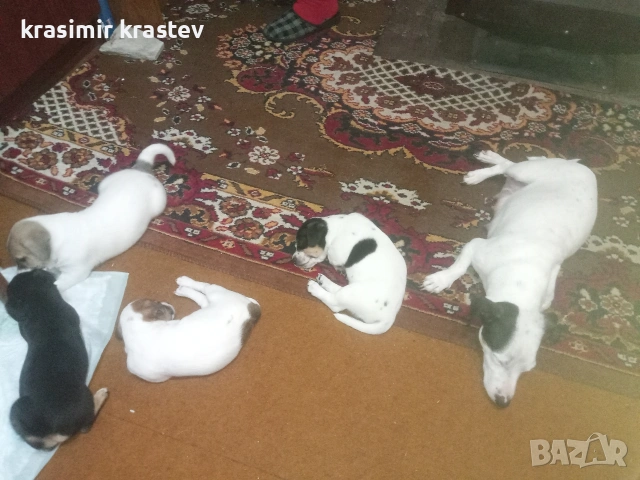 Кученца, снимка 14 - Други - 53511931