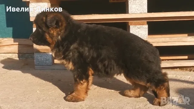 Немски овчарки с родословие от развъдник в Бургас , снимка 1 - Немска овчарка - 49122866