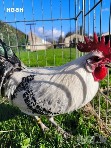 Свободни яйца от Сребърно Брезе Бантам -единствени в България вкарани в България лично от мен , снимка 4 - други­ - 51155393