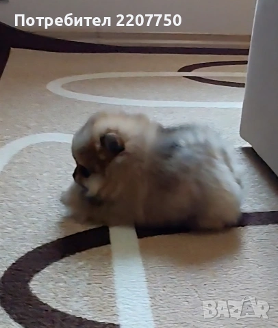 продавам померан , снимка 2 - Померан - 53241768