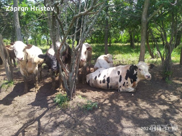 продавам говеда, снимка 3 - Крави - 46125864