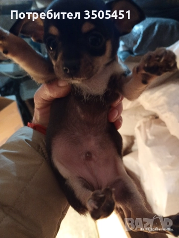 чихопинчерче мъжко 