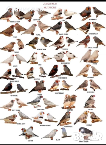 продавам папагали и маслини,финки, снимка 5 - Папагали - 52485011