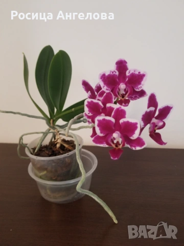 Орхидея , снимка 2 - Стайни растения - 53334848