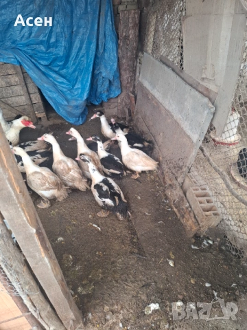 Неми патици-юрдечки, снимка 2 - Патици и гъски - 53213980