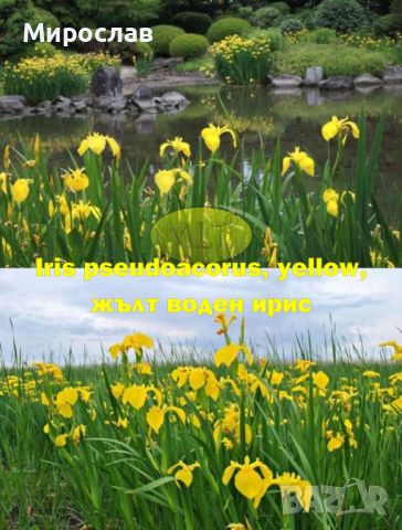 Продавам растения Жълт воден ирис, снимка 5 - Градински цветя и растения - 45382578