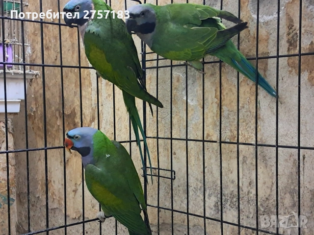 продавам китаиски александар, снимка 2 - Папагали - 54253577