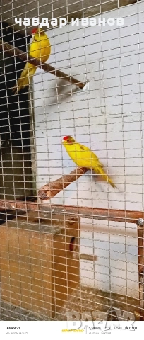 какарики и вълнисти папагали 