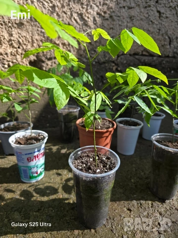 Глициния (вистерия), снимка 4 - Други - 54105853