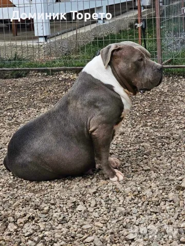 American bully xl, снимка 10 - Други - 46970498